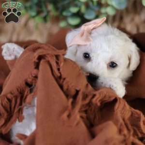 Tiny-Holly, Bichon Frise Puppy